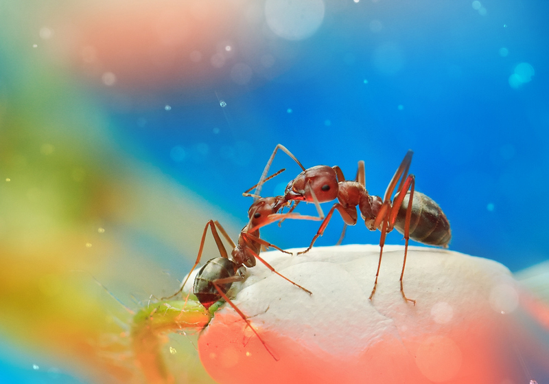 Illustration for article titled Ethereal Insect Photographs Will Cure Your Phobia of Bugs